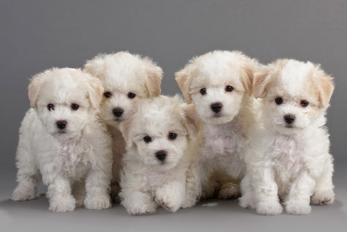 Puppy grooming