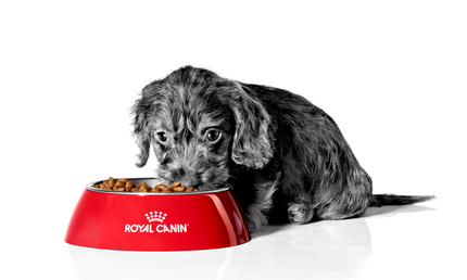 Collection image for: Royal Canin