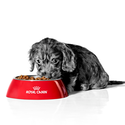 Collection image for: Royal Canin