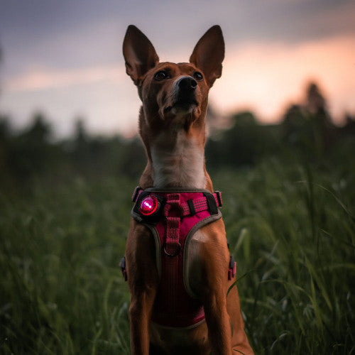 Orbiloc Dog Dual