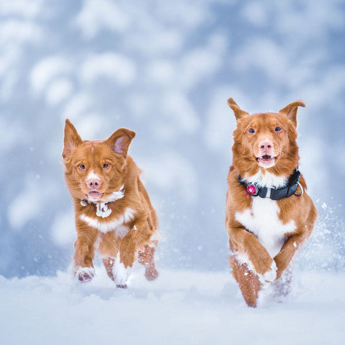 Orbiloc Dog Dual