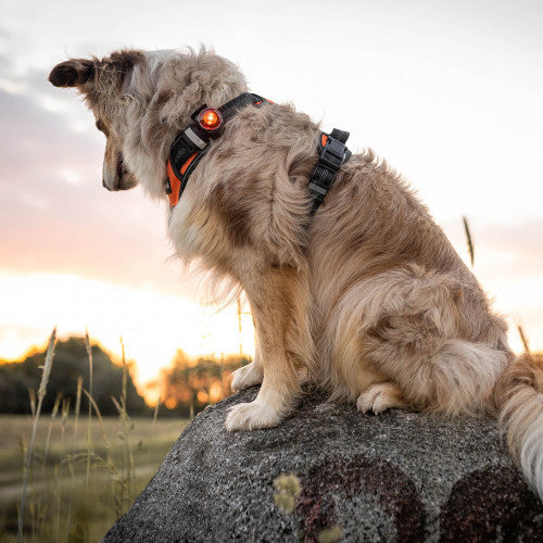 Orbiloc Dog Dual