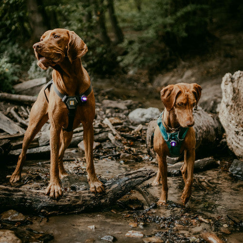 Orbiloc Dog Dual