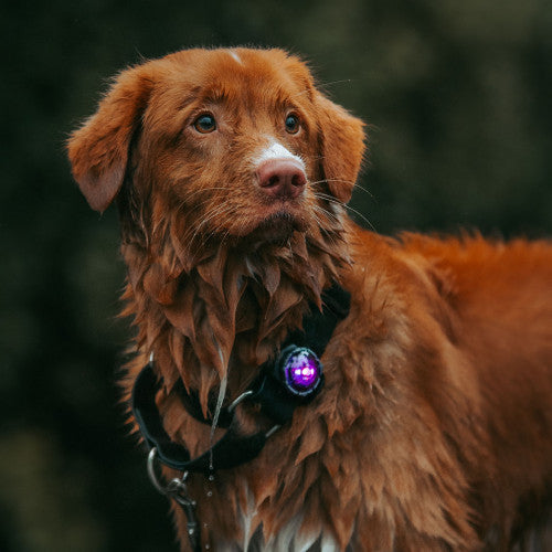 Orbiloc Dog Dual