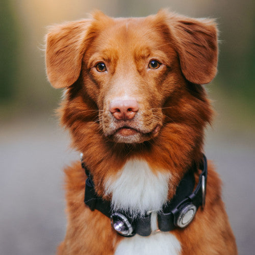 Orbiloc Dog Dual