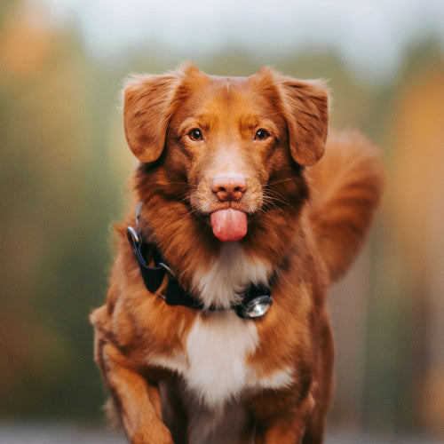 Orbiloc Dog Dual