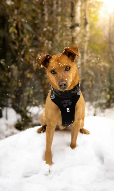 Weekend Warrior Beisli - Raven