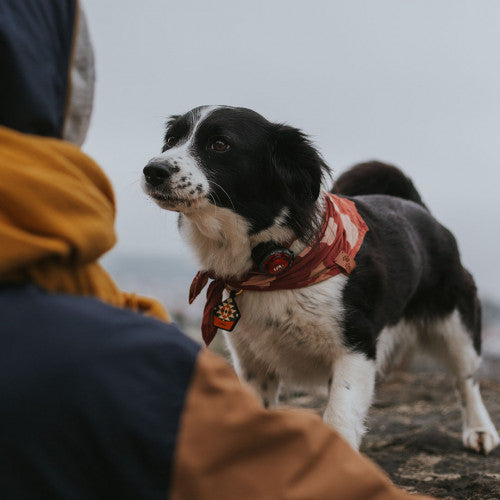 Orbiloc Dog Dual
