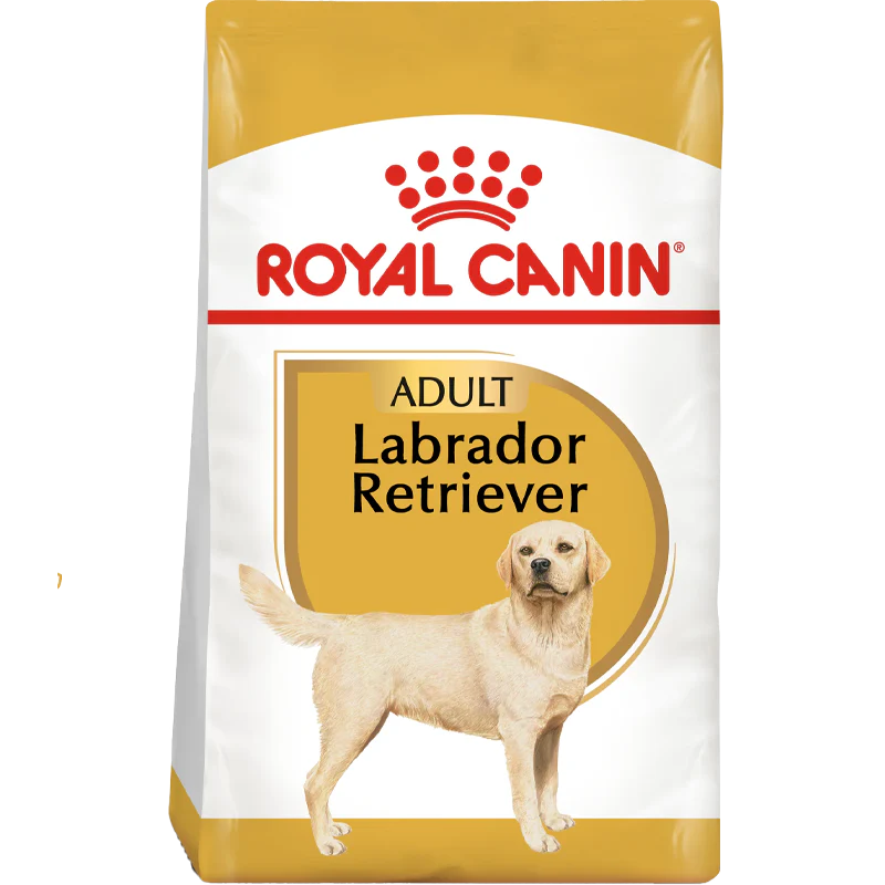 Labrador Adult