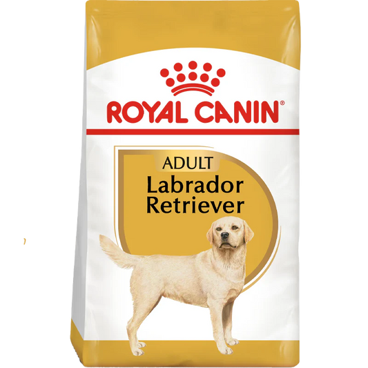 Labrador Adult
