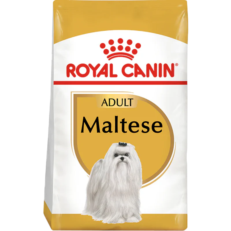 Maltese Adult