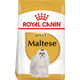 Maltese Adult