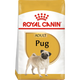 Pug Adult