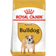 Bulldog Adult