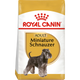 Miniature Schnauzer Adult