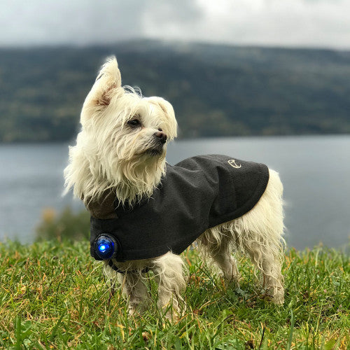 Orbiloc Dog Dual
