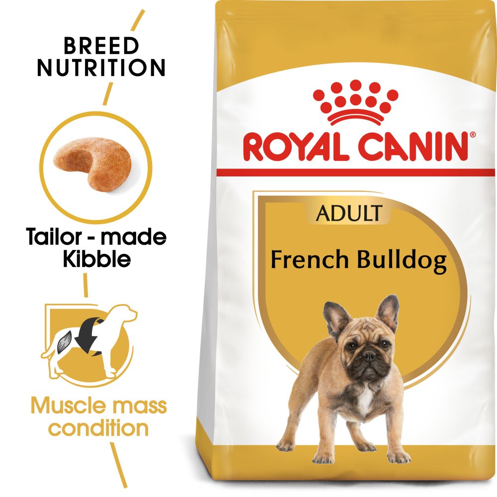 French Bulldog Adult