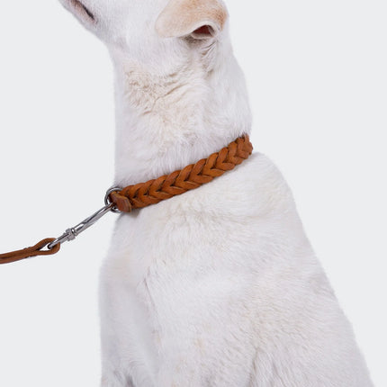 Central Park hundaól